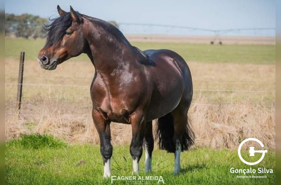 PACOTE DE COBERTURAS BASCO VENENO