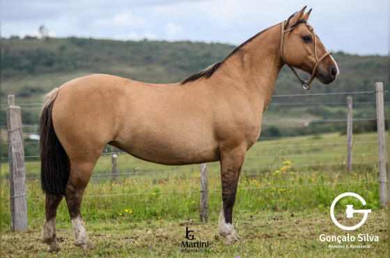 CANTORA 3003 DE SANTO ANGELO 