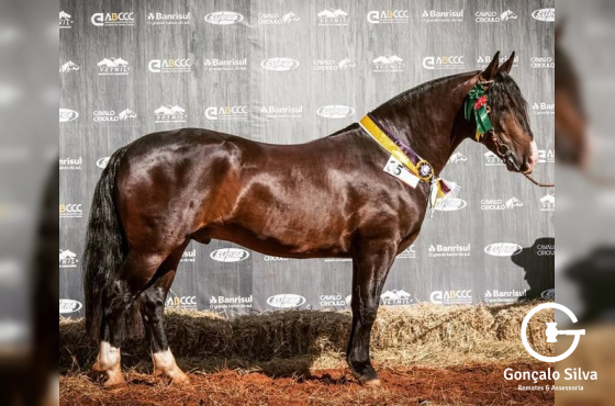 MARCONI  SENHOR DOS  MATES-TE