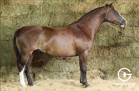 OITAVA RIMA DO TABOÃO 