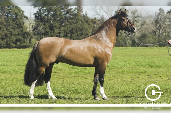 QUARTEL DA VENDRAMIN 