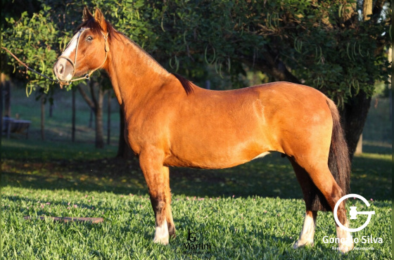 FESTEIRA DA MATARAZZO 