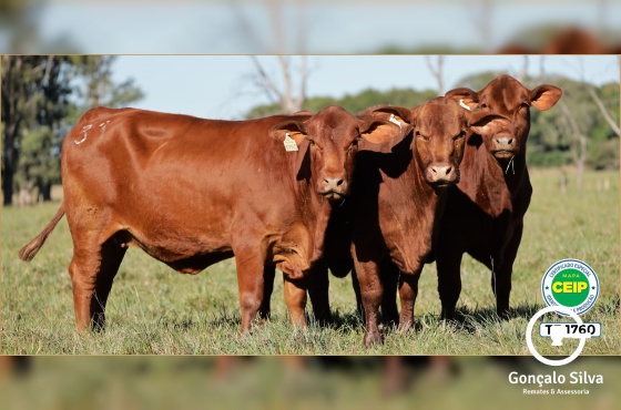 VACAS DESMAMADAS PRENHES - LOTE