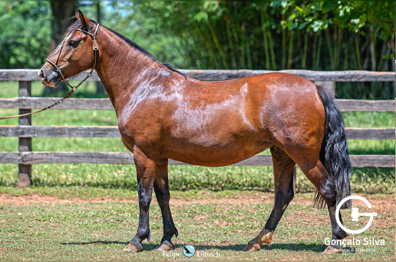 LA CASTELLANA SIMPATIA-TE