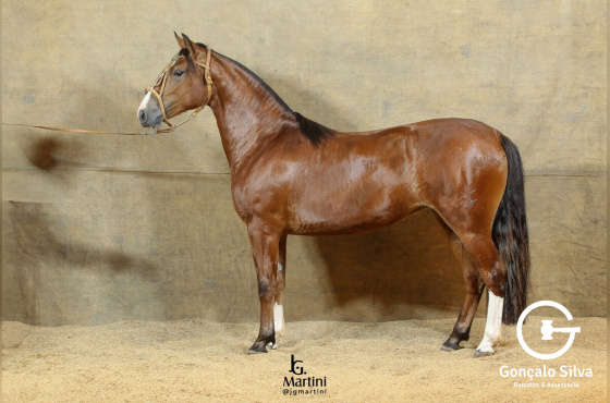 NUESTRA HISTÓRIA DA RECORRIDA 