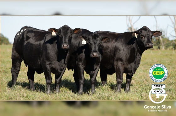 VACAS DESMAMADAS PRENHES - LOTE