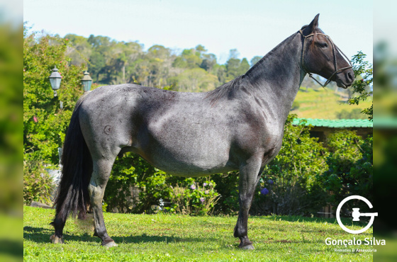 DAKOTA DA MACEDÔNIA 