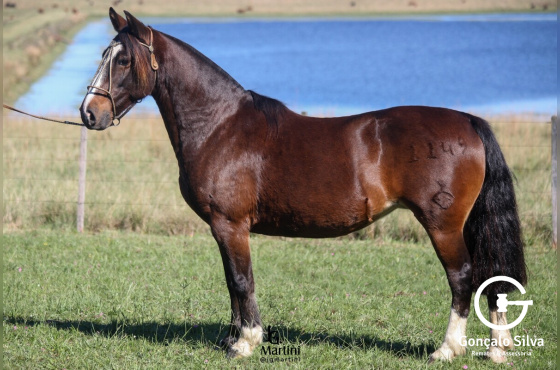 DESTACADA DO BARULHO 