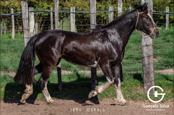 SANTA AUGUSTA UVA MERLOT