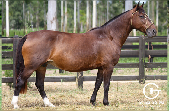 MILONGA PONTIADA DA BELA ALIANÇA
