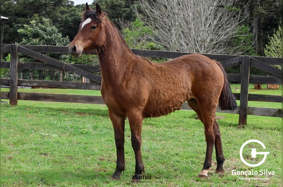 ZAFIRA DA DON FERRANTE 