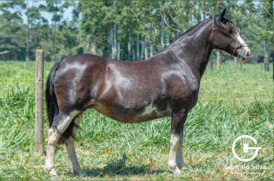 MARCONI GATA PINTADA 