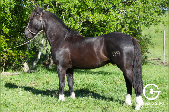 DOM BRAULIO ESTIMADA