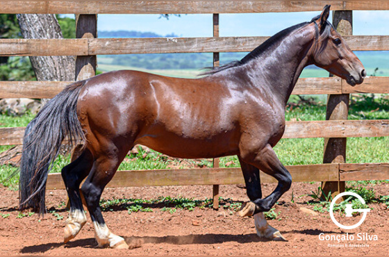 KG IMPERADOR DA LAGOA