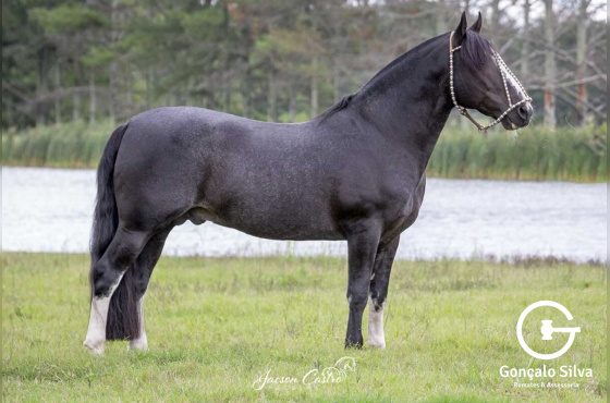 SARGENTO DO ITAPORORO - COBERTURA