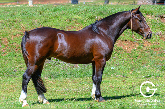 KG IMPERADOR DA LAGOA