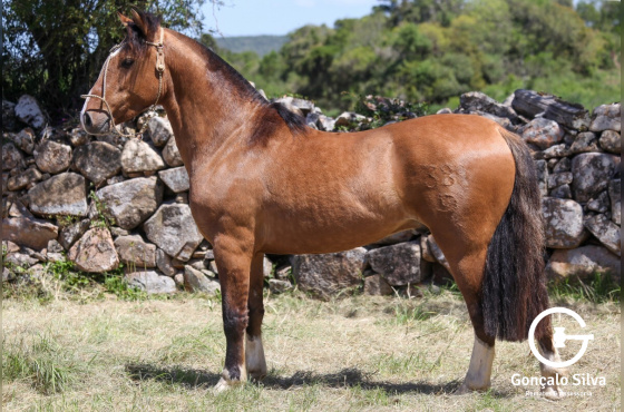 VINGADOR DO VEIO D'ÁGUA-TE