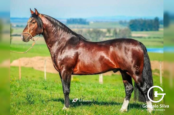 JALISCO DA GAP SÃO PEDRO