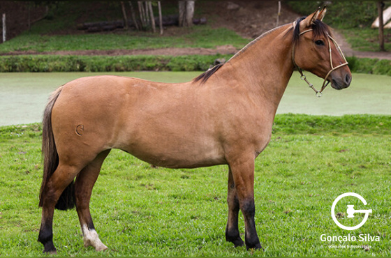 DON BASTO MIL RAZONES 