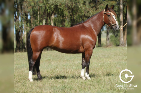 NA ESCOLHA EMBRIÃO AS MALKE SOLEDAD OU ORELHANA TAPE - TE OU FANFARRONA TAPE