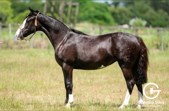 GUADALAJARA DA BOA VISTA 