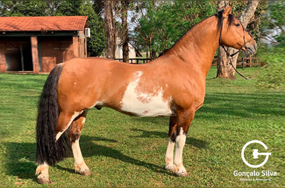 LAMPIÃO DA MACANUDO