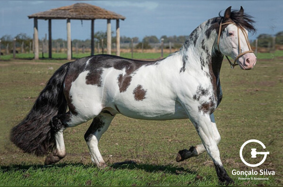 DIREITO DE USO PINTASILGO DA RIO BONITO