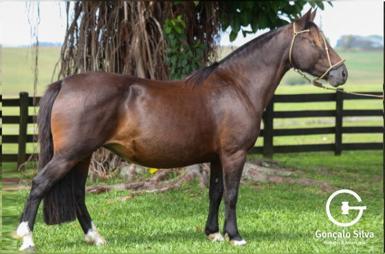 HEROINA DO RIBEIRÃO BONITO 