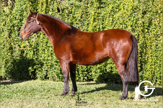 CAMPANA INDAIÁ