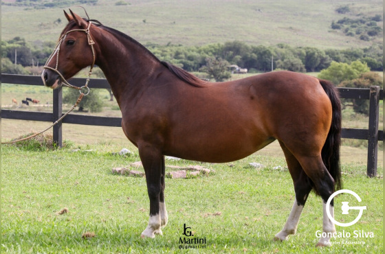 NIAZZI NOZ MOSCADA-TE