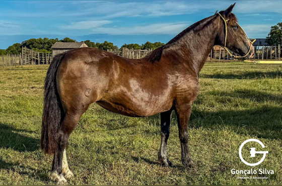 SENDERO ESBELTA - EMBRIÃO