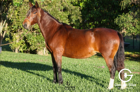 CORRALERA DO BARULHO