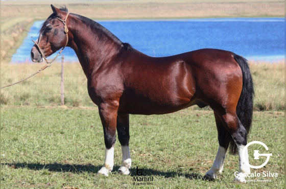 SCHUMACKER DE SÃO BIBIANO 