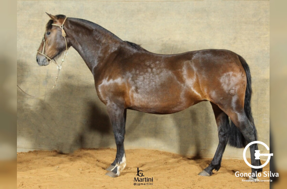 ZR QUADRA DE CAMPO