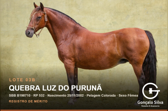 QUEBRA LUZ DO PURUNÃ - (Venda vertical)