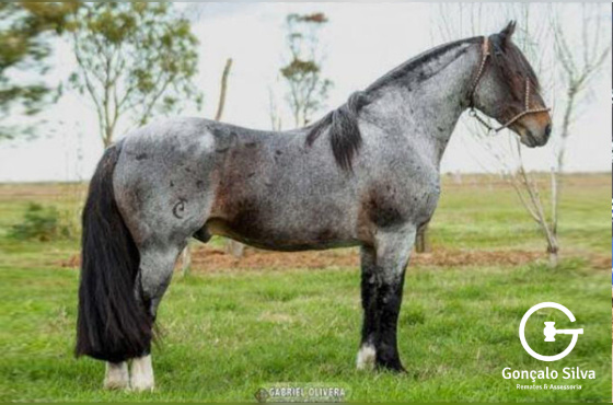 ESTRIBO DO RINCÃO DAS HOSTÊNCIAS