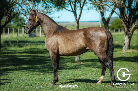 TROPILLERO DE SANTO ANICETO