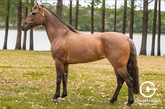 NA HORA CERTA DA NOVA MORADA 