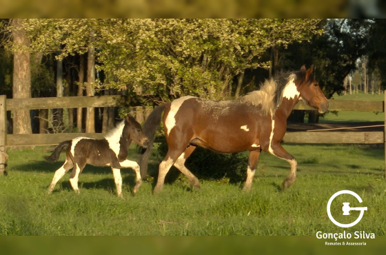 2 PONEIS COM CRIA AO PE