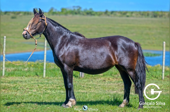 MEIA VOLTA LINDA MOZA