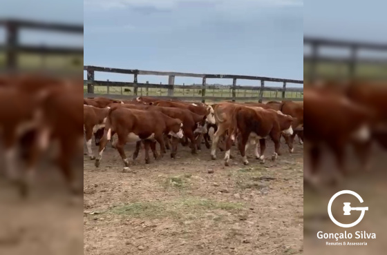 BOVINOS - 60 TERNEIRAS BRAFORD DEFINIDAS