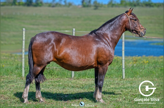 MEIA VOLTA INGLATERRA