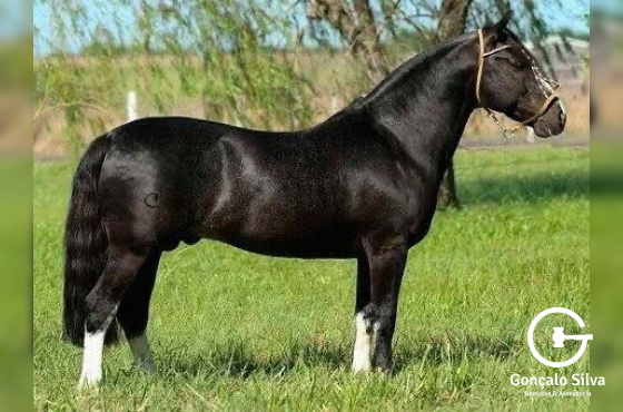 SARGENTO DO ITAPORORÓ  Cobertura