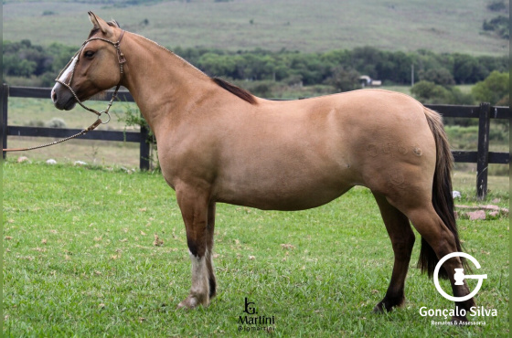 QUE PRESENTE DA BARAÚNA