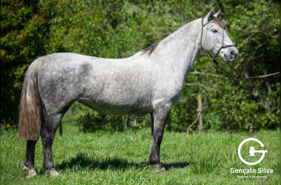 ALMA CHILENA 303 DA RECALADA