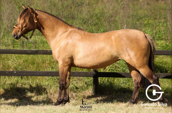 LAS CALLANAS UNANIMIDADE