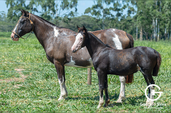 ESPERANÇA 1021 MAUFER