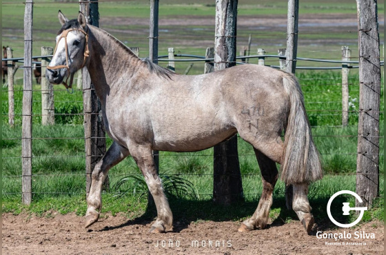 SANTA AUGUSTA URUGUAIANA