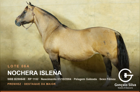 NOCHERA ISLEÑA - (Venda vertical)