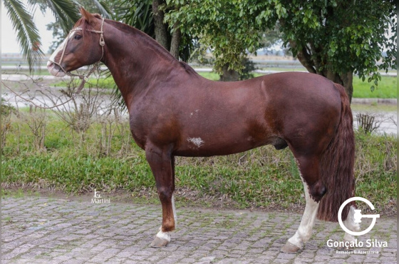 SEDUTOR TUPAMBAÉ - Direito de uso 